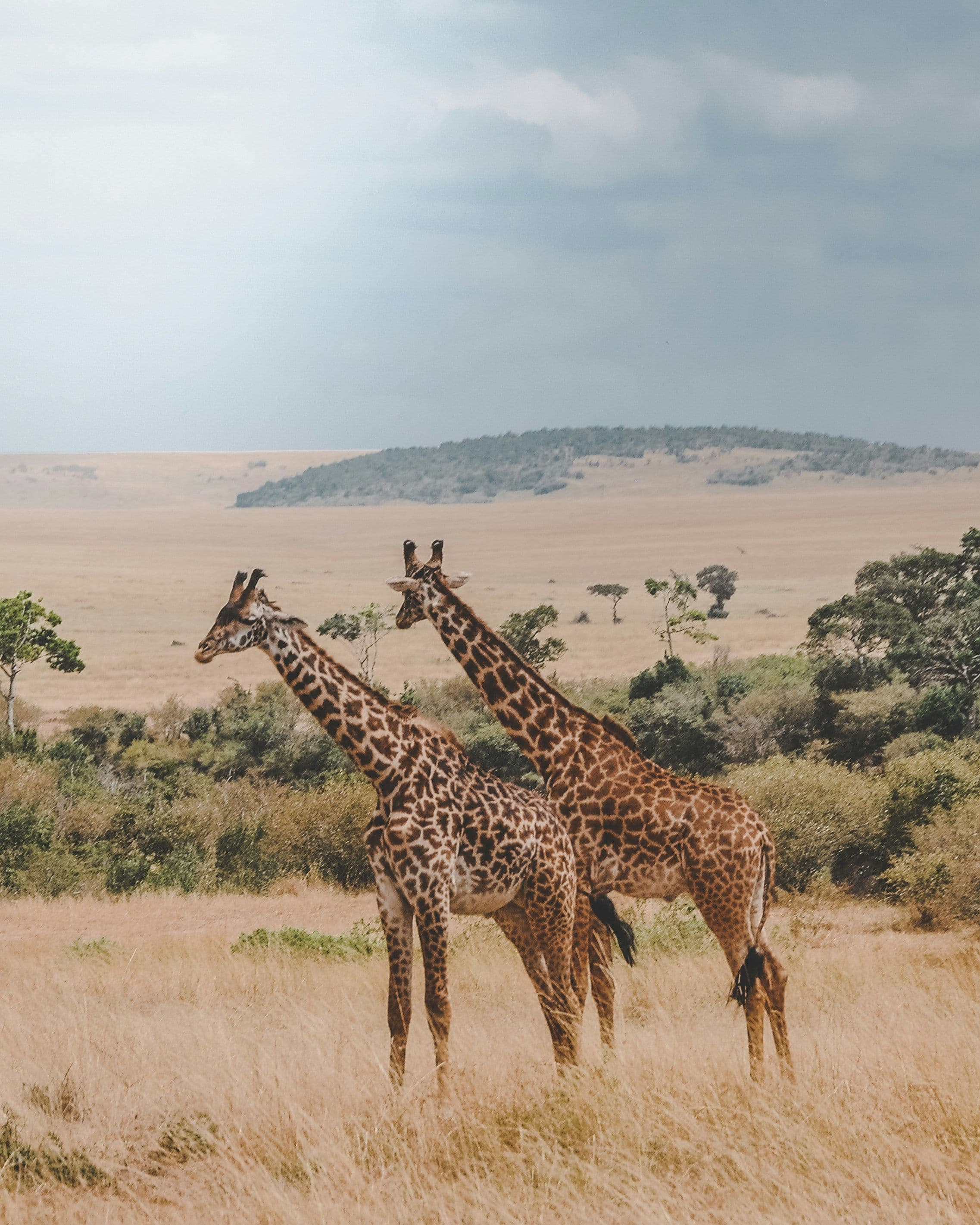 Discover Kenya