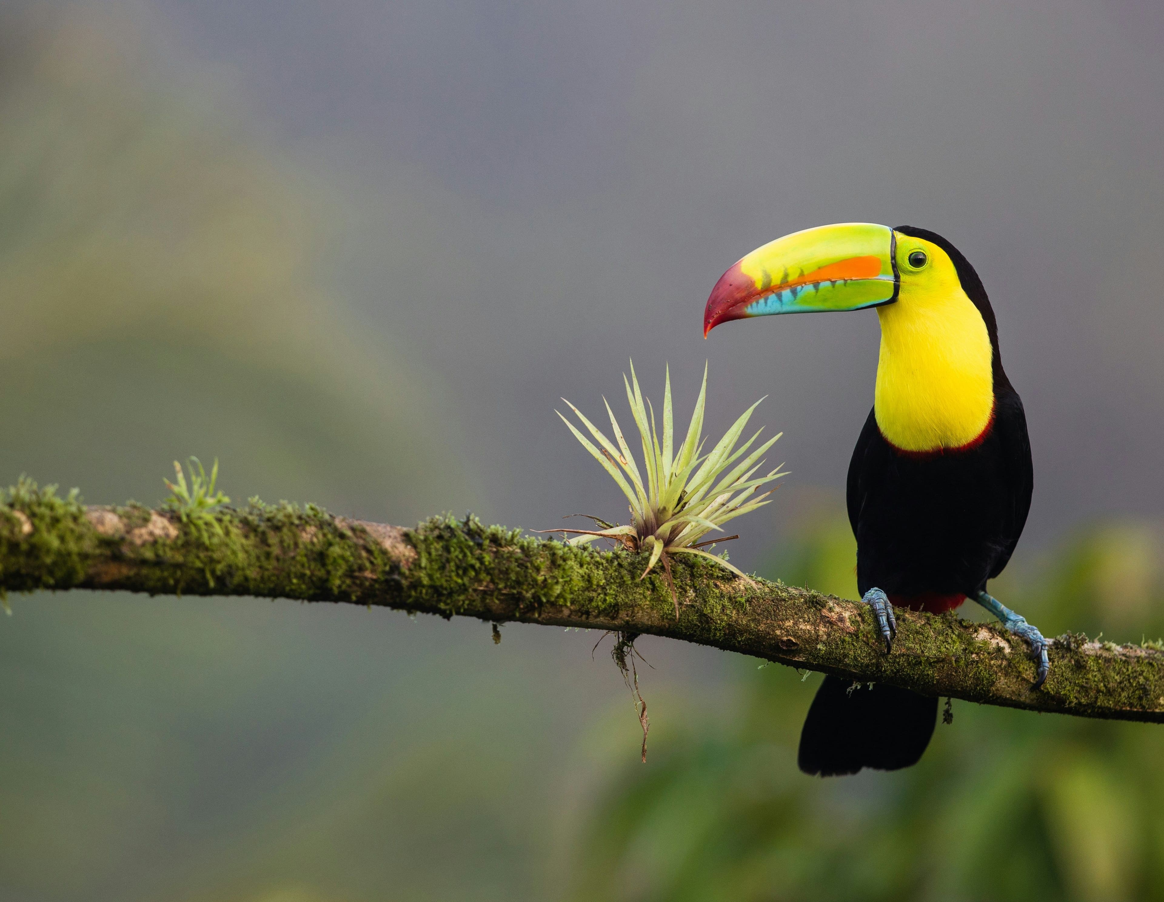 Costa Rica : la nature la plus spectaculaire d’Amérique centrale